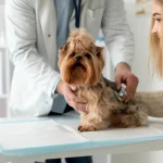 Common health problems in pets and prevention