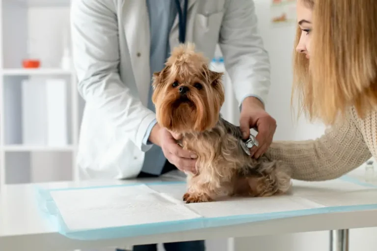 Common health problems in pets and prevention